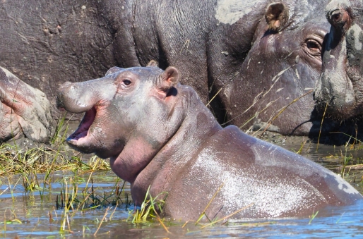 Chobe National Park