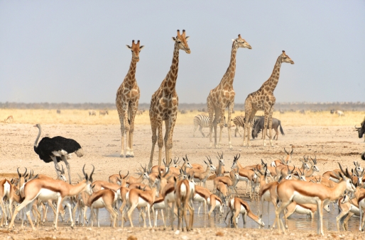 Etosha National Park