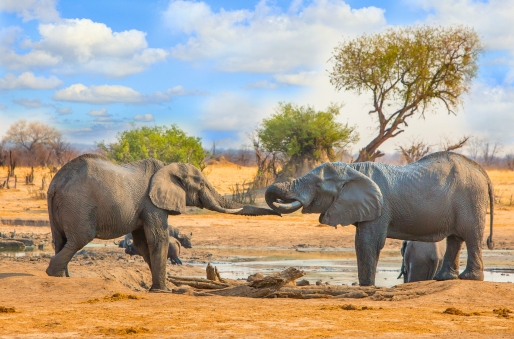 Hwange National Park