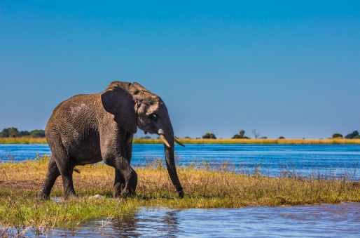Okavango Delta