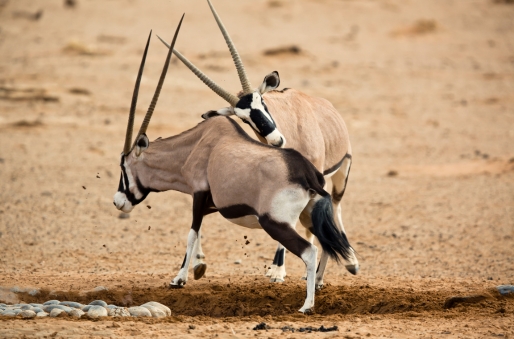 Sossusvlei