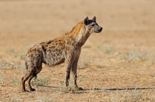 kalahari Desert